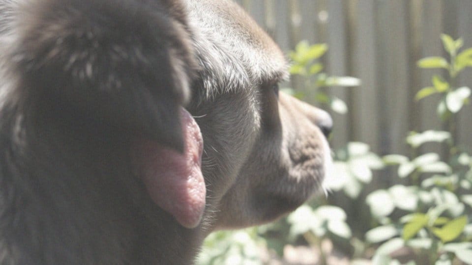 Jakie są objawy inwazji pcheł u zwierząt?