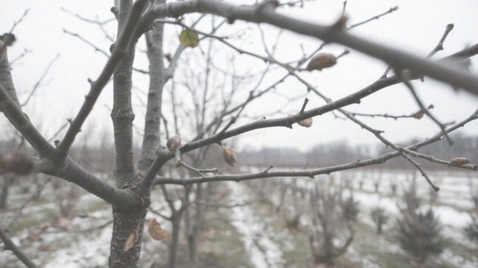 Kiedy przycinać jabłonie? Najlepsze terminy i techniki cięcia